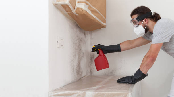 Professional Basement Mold Remediation technician working in Landing, NJ