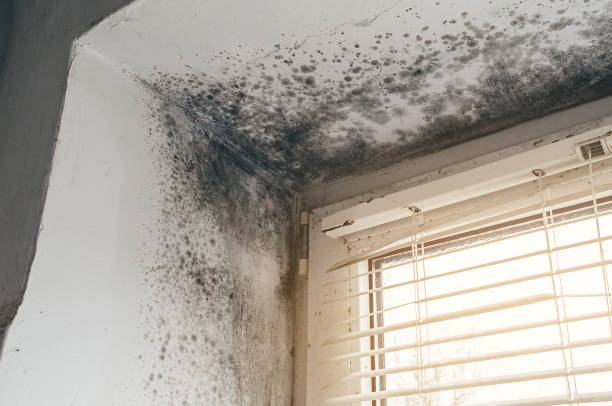 Affordable Basement Mold Remediation solutions in Landing, NJ